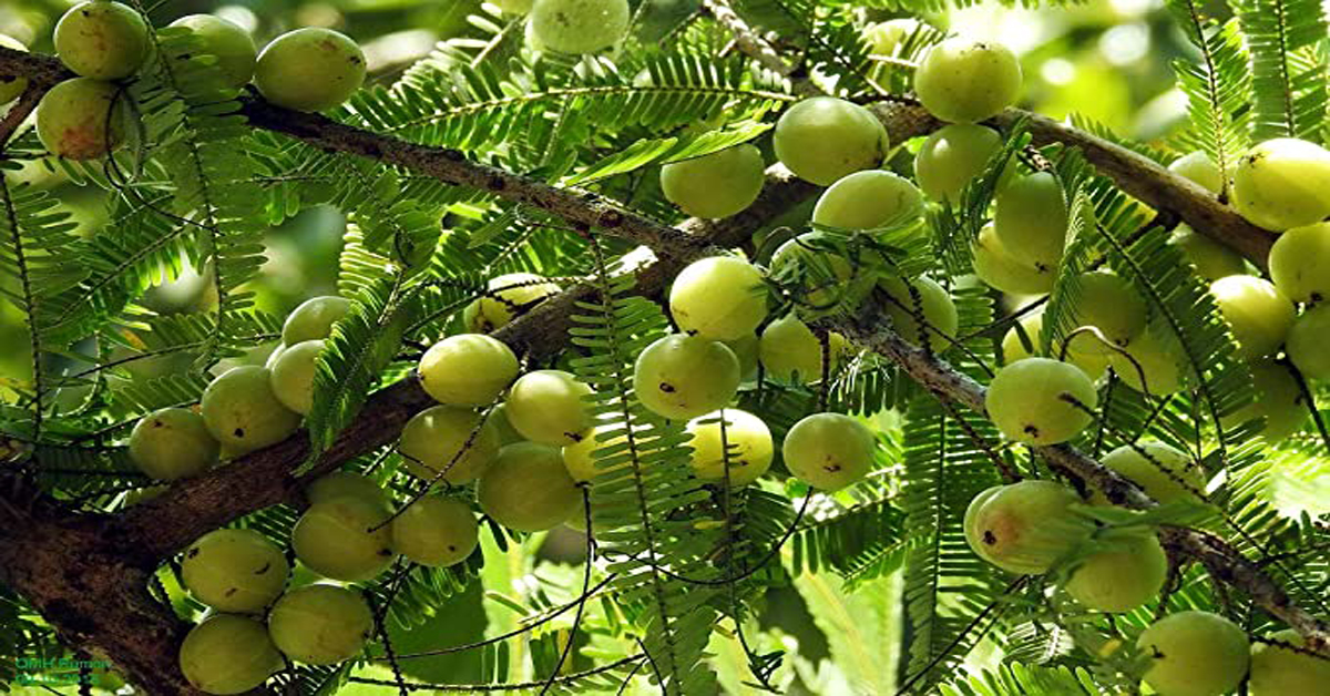 The Indian Gooseberry Sri Lakshminarasimha Foods